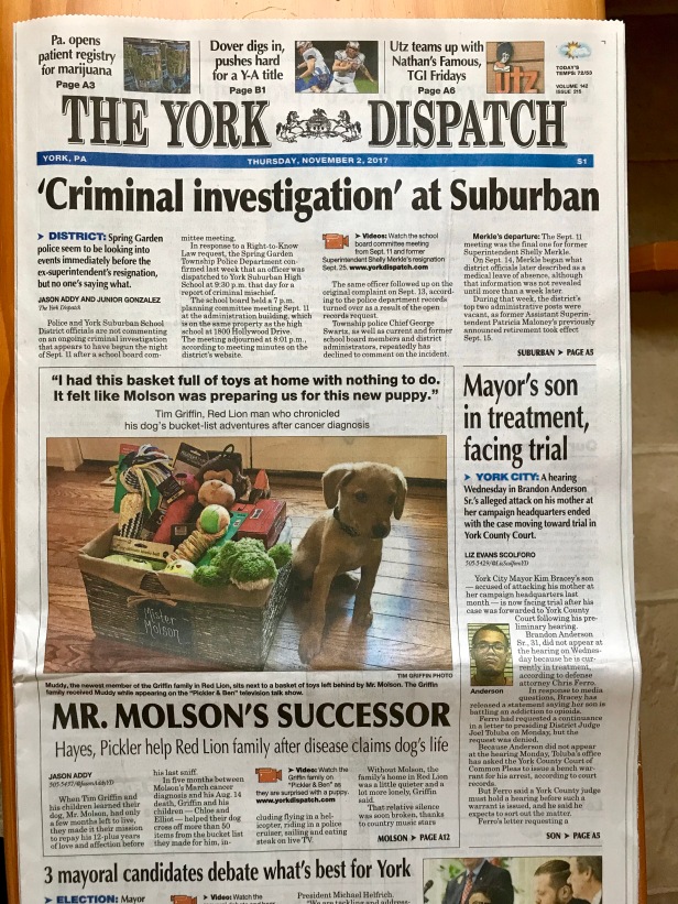 newspaper, rescue dog, molson